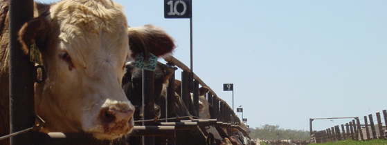 Photo of cattle yard